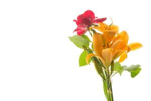 bouquet of beautiful yellow lilies, on white background. photo