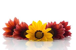 hermosa rojo y amarillo gazania flores en blanco antecedentes. foto