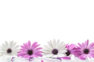 hermosa blanco y púrpura osteospermum flores en blanco antecedentes foto