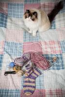 Colored threads, knitting needles and other items for hand knitting and a cute domestic cat Ragdoll photo