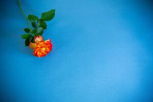 red beautiful blooming rose on blue background photo