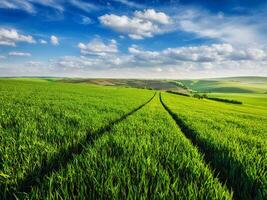 Green fields of Moravia photo