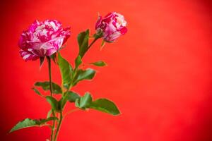 Flowers of beautiful blooming red and white color rose on red background. photo