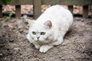 Adult cat breed Scottish chinchilla of light gray color, walks outdoors photo