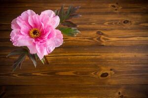 hermosa rosado grande árbol peonía flor en de madera antecedentes foto