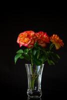 Flowers of beautiful blooming red rose on black background. photo