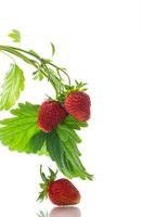 Ripe juicy red strawberry on white background photo