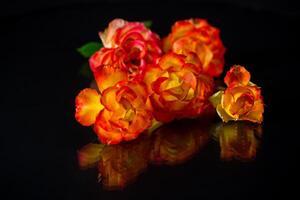 Flowers of beautiful blooming red rose on black background. photo