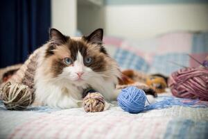 Colored threads, knitting needles and other items for hand knitting and a cute domestic cat Ragdoll photo