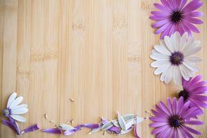 Beautiful white and purple Osteospermum flowers on a wooden photo