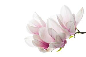 Beautiful pink magnolia flower on white background photo