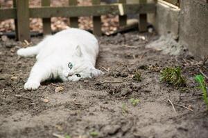 adulto gato raza escocés chinchilla de ligero gris color, camina al aire libre foto