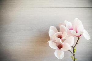 Branch with blooming pink Magnolia flowers on wooden background photo