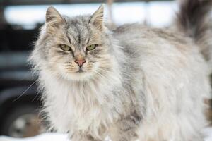 el gato es hermoso, esponjoso, gris en color, camina al aire libre en invierno. foto