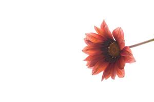 Beautiful red and yellow Gazania flowers on white background. photo