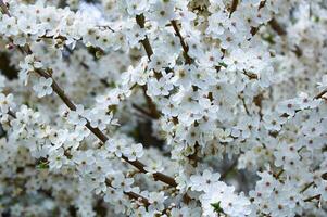 floreciente Fruta árbol. blanco Cereza florecer flor en un calentar primavera día foto