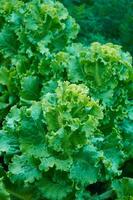 Green lettuce in the vegetable garden. Selective focus. photo