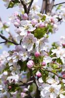 Blooming fruit tree. Pink Cherry Blossom flower on a warm spring day photo