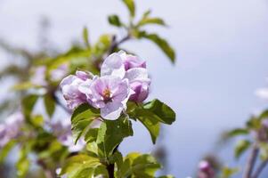 floreciente Fruta árbol. rosado Cereza florecer flor en un calentar primavera día foto