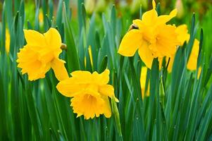 Yellow daffodils in the garden. Springtime flowers. photo