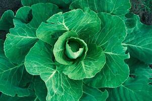 Cabbage growing in the garden, top view, close-up photo