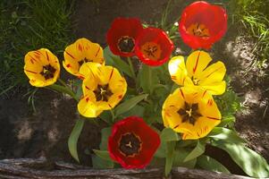 Red and yellow tulips in the garden close up photo