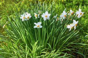 Beautiful white daffodils in the garden. Spring Flowers. photo