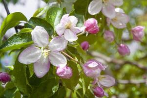 Blooming fruit tree. Pink Cherry Blossom flower on a warm spring day photo