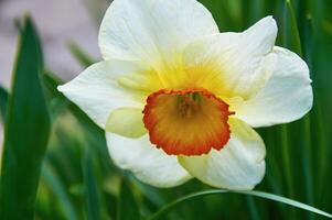 Beautiful white daffodils in the garden. Spring Flowers. photo