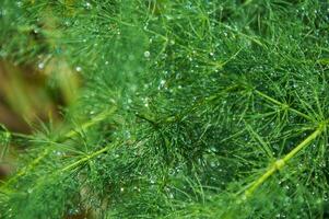 Raindrops on a green asparagus bush on a sunny summer day close-up. photo