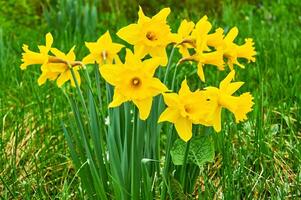 Yellow daffodils in the garden. Springtime flowers. photo