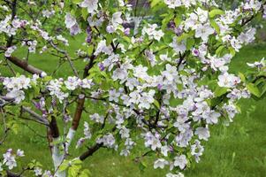 Blooming fruit tree. Pink Cherry Blossom flower on a warm spring day photo