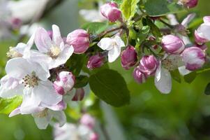 Blooming fruit tree. Pink Cherry Blossom flower on a warm spring day photo