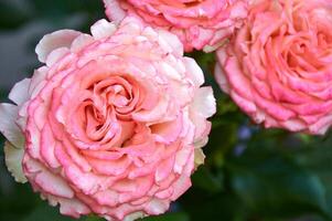 Pink rose close-up in summer in the garden. Beautiful floral background. Valentine's day and holidays. Love and tenderness photo