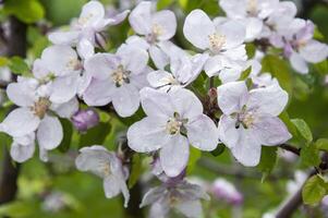 Blooming fruit tree. Pink Cherry Blossom flower on a warm spring day photo