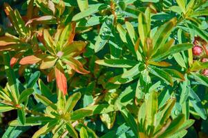 Raindrops on beautiful Euphorbia leaves. Sunny summer day after rain. photo