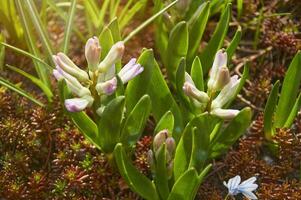 Pink hyacinths Hyacinthus orientalis in the garden. Blooming in early spring photo