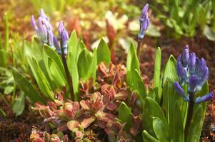 Purple hyacinths Hyacinthus orientalis in the garden. Blooming in early spring photo