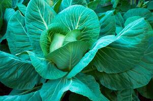 Cabbage growing in the garden, top view, close-up photo