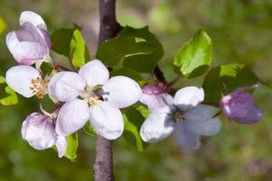 Blooming fruit tree. Pink Cherry Blossom flower on a warm spring day photo