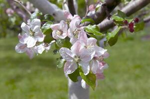 Blooming fruit tree. Pink Cherry Blossom flower on a warm spring day photo