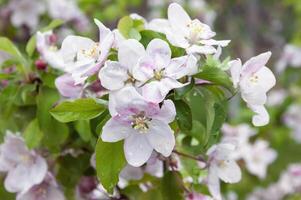 Blooming fruit tree. Pink Cherry Blossom flower on a warm spring day photo