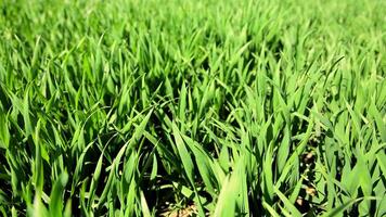 Jeune blé fermer. cultivation de blé dans le de bonne heure phase de maturité video