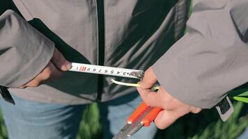 A Farmer Measures The Length Of A Wheat Sprout To Know The Ripening Phase Of The Wheat. Cultivation Of Agricultural Crops video