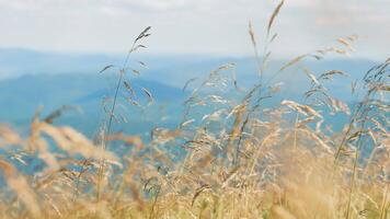 avvicinamento di asciutto erba ondeggiante nel il vento crea un' calma atmosfera con un' meravigliosamente sfocato montagna sfondo video