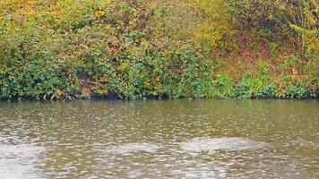 River bank and rainy weather. Raindrops falling into the water, Cloudy day and cloudy weather on the river bank. video