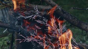 astratto quercia legna falò nel fiamme Fumo e cenere video