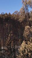 verticale video di foresta dopo fuoco aereo Visualizza