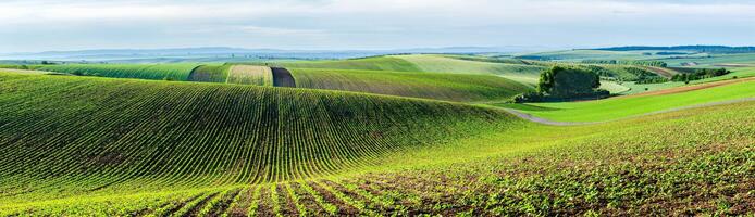 Moravian rolling landscape with trees photo