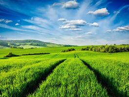 Green fields of Moravia photo